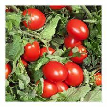 Дерика F1 (KS 720 F1) насіння помідора детермінантного (Kitano Seeds)