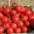 Ріо Фуего насіння помідора детермінантного (Lark Seeds)