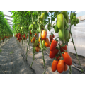 Позно F1 Organic семена помидора индетерминантного (Enza Zaden/Vitalis)