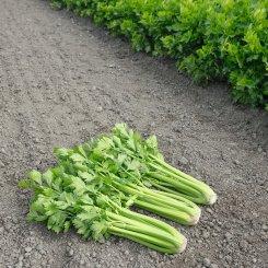 Танго семена сельдерея черешкового (Bejo)