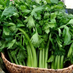 Дарклет F1 семена сельдерея черешкового (Takii Seeds)