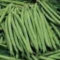 Серенгети семян фасоли спаржевой кустовой ранней 15 см зел./бел. (Syngenta)