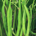 Серенгети семян фасоли спаржевой кустовой ранней 15 см зел./бел. (Syngenta)