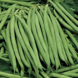 Серенгети семян фасоли спаржевой кустовой ранней 15 см зел./бел. (Syngenta)