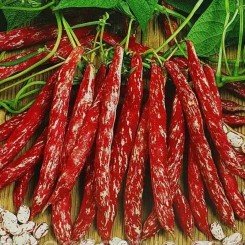 Стрегонта насіння овочевої квасолі (Hortus)