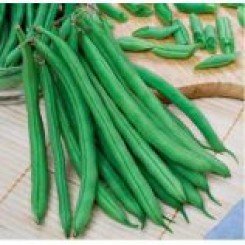 Конза семян фасоли спаржевой (Syngenta)