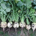 Ред Мит семена редьки (Takii Seeds)