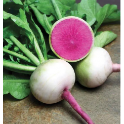 Ред Мит семена редьки (Takii Seeds)