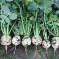 Ред Мит семена редьки (Takii Seeds)