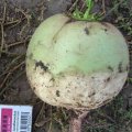 Ред Мит семена редьки (Takii Seeds)