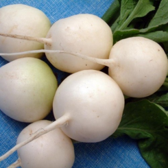Круглые белые семена редьки (Satimex)