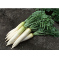 Титан дайкон насіння редьки (Kitano Seeds)