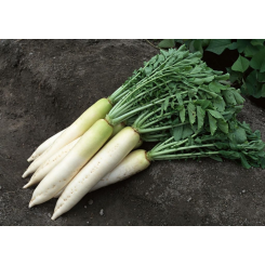 Титан дайкон семян редьки (Kitano Seeds)