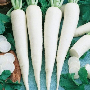 Астор насіння редьки (Moravoseed)
