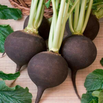 Сквирская Черная семена редьки (Satimex)