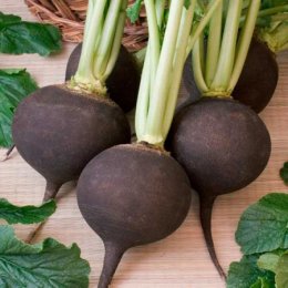 Сквирская Черная семена редьки (Satimex)