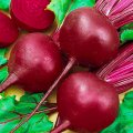 Червона куля насіння буряка столового