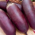 Атаман семян свеклы столовой (Satimex)