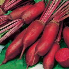 Фороно насіння буряка столового (Syngenta)