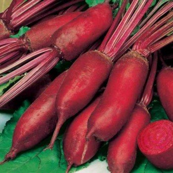 Фороно семян свеклы столовой (Syngenta)