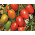 Гранадеро F1 Organic семена помидора индетерминантного (Enza Zaden/Vitalis)