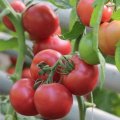 Димеросса F1 (Дімероза F1) Organic насіння помідора індетермінантного (Enza Zaden/Vitalis)