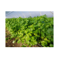 Маріно Organic насіння коріандру (кінзи) (Enza Zaden/Vitalis)
