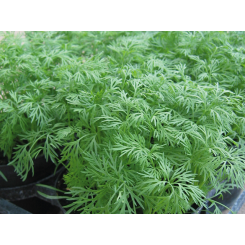 Елла Organic насіння кропу (Enza Zaden/Vitalis)