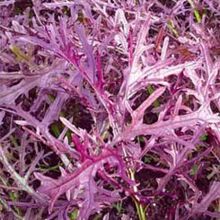 Мізуна червоне насіння салату тип Гірчичний (Hortus)