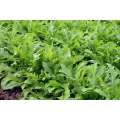 Колтоватые семена рукколы (Hortus)