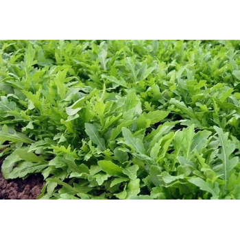 Колтоватые семена рукколы (Hortus)