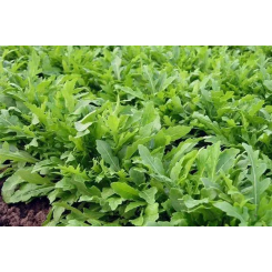 Колтоватые семена рукколы (Hortus)