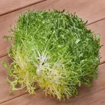 Валон семена салатного цикория тип Фризе (Hortus)