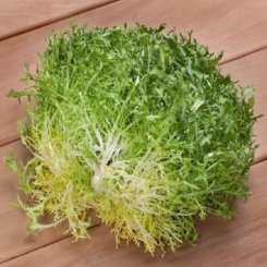 Валон семена салатного цикория тип Фризе (Hortus)