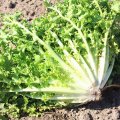Валон насіння салатного цикорію тип Фрізе (Hortus)