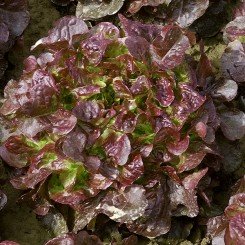 Вулсин семена салата тип Дуболистный (Seminis)