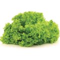 Лолло Бионда семян салата (Satimex)