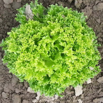 Лолло Бионда семян салата (Satimex)