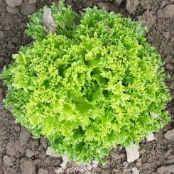 Касабелла насіння салату тип Лолло Біонда (Seminis)