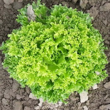 Касабелла семена салата тип Лолло Бионда (Seminis)
