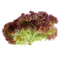 Лолло Росса насіння салату (Hortus)