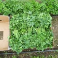 Новас семян петрушки листовой (Clause)