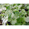 Мароканский семена кориандра (кинзы) (Hortus)