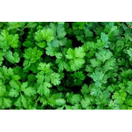 Бурштин насіння коріандру (кінзи) (Agri Saaten)