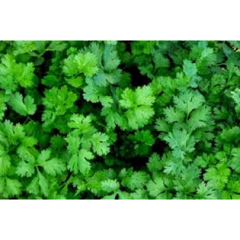 Янтарь семян кориандра (кинзы) (Agri Saaten)