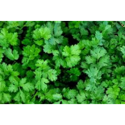 Янтарь семян кориандра (кинзы) (Agri Saaten)