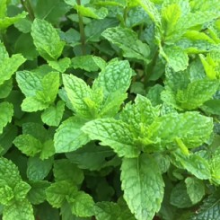 Перечна м'ята насіння (Euroseed)