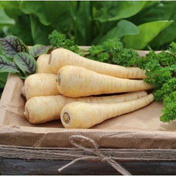Камо насіння пастернаку (Moravoseed)