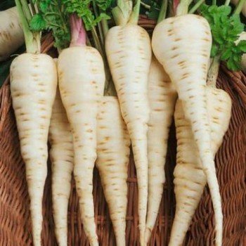 Белая жемчужина семян пастернака (Agri Saaten) Белая жемчужина семян пастернака (Agri Saaten)