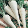 Берлінія насіння петрушки кореневої (Satimex)
